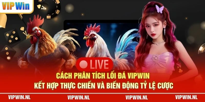 Cách phân tích lối đá VIPWIN kết hợp thực chiến và biến động tỷ lệ cược